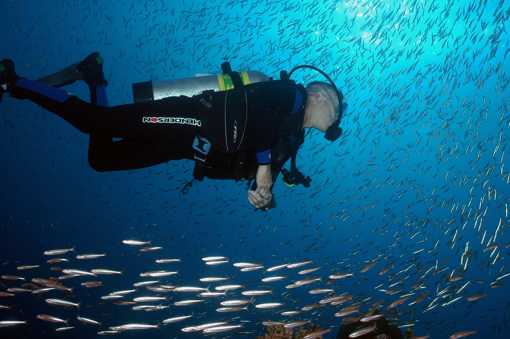 fish-diver